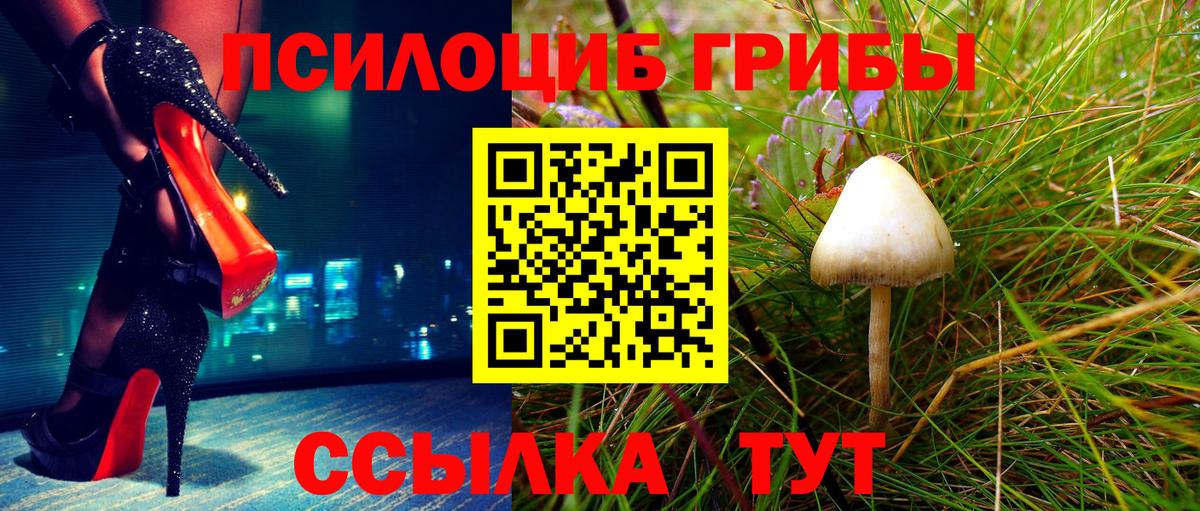 Альметьевск  наркотики  Вход с VPN  Псилоцибиновые грибы Psilocybine cubensis 